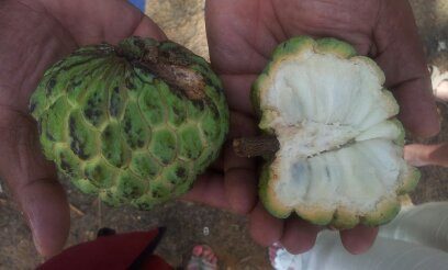 Custard apple