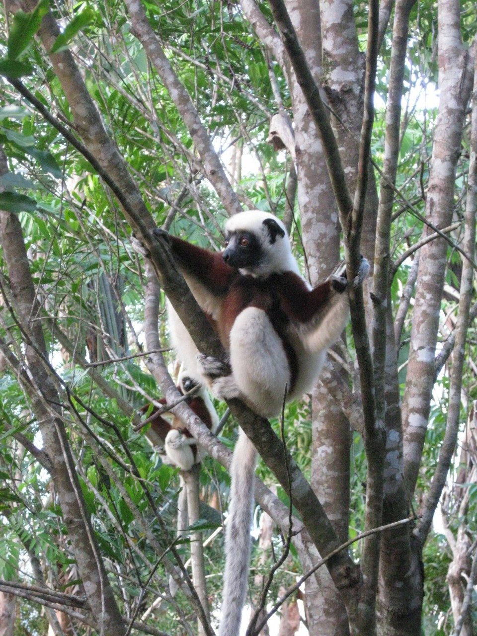 Sifaka