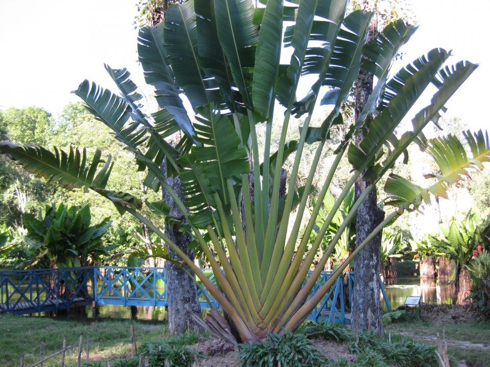 Ravinala - palma pielgrzyma