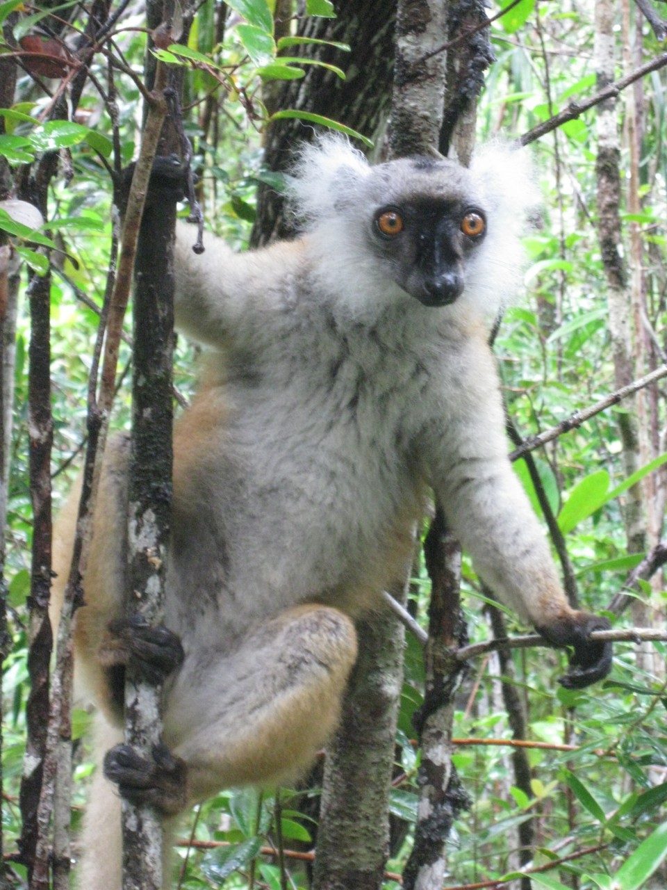 Lemur