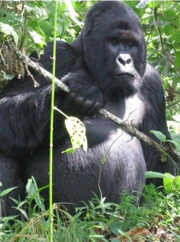 DRK - Park Virunga
