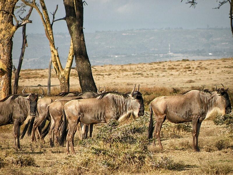 Gnu 2