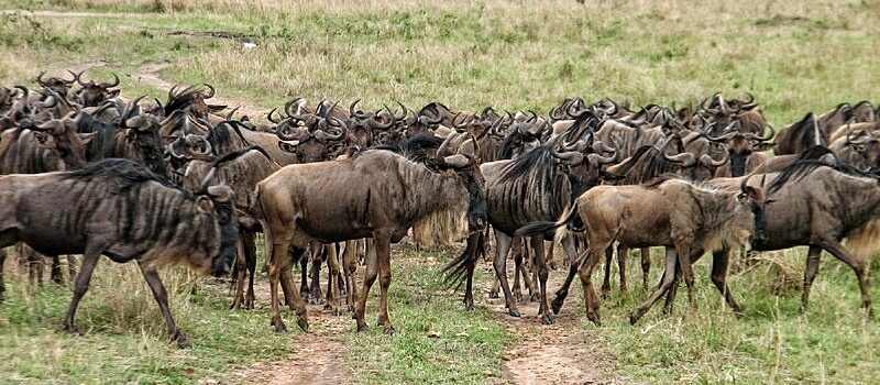 Gnu