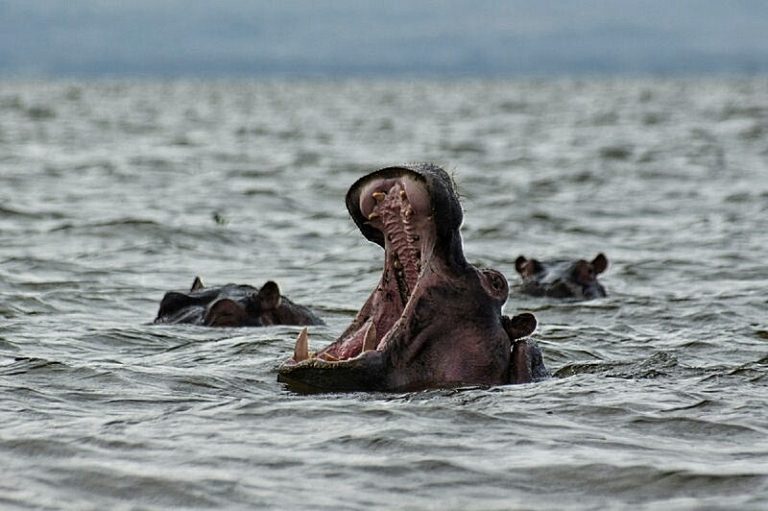 hipopotam naivasha