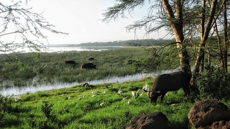 Nakuru 1