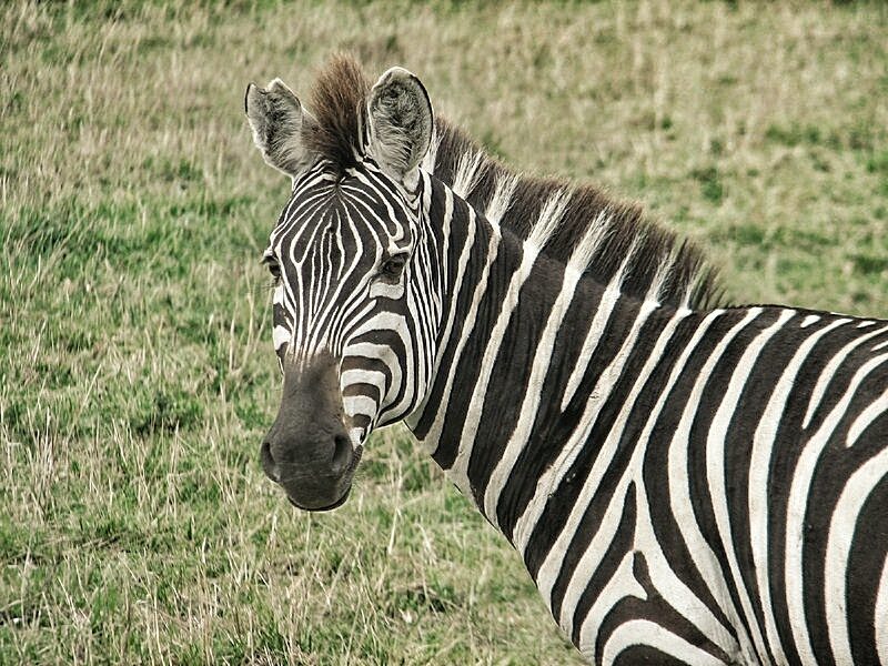 Zebra
