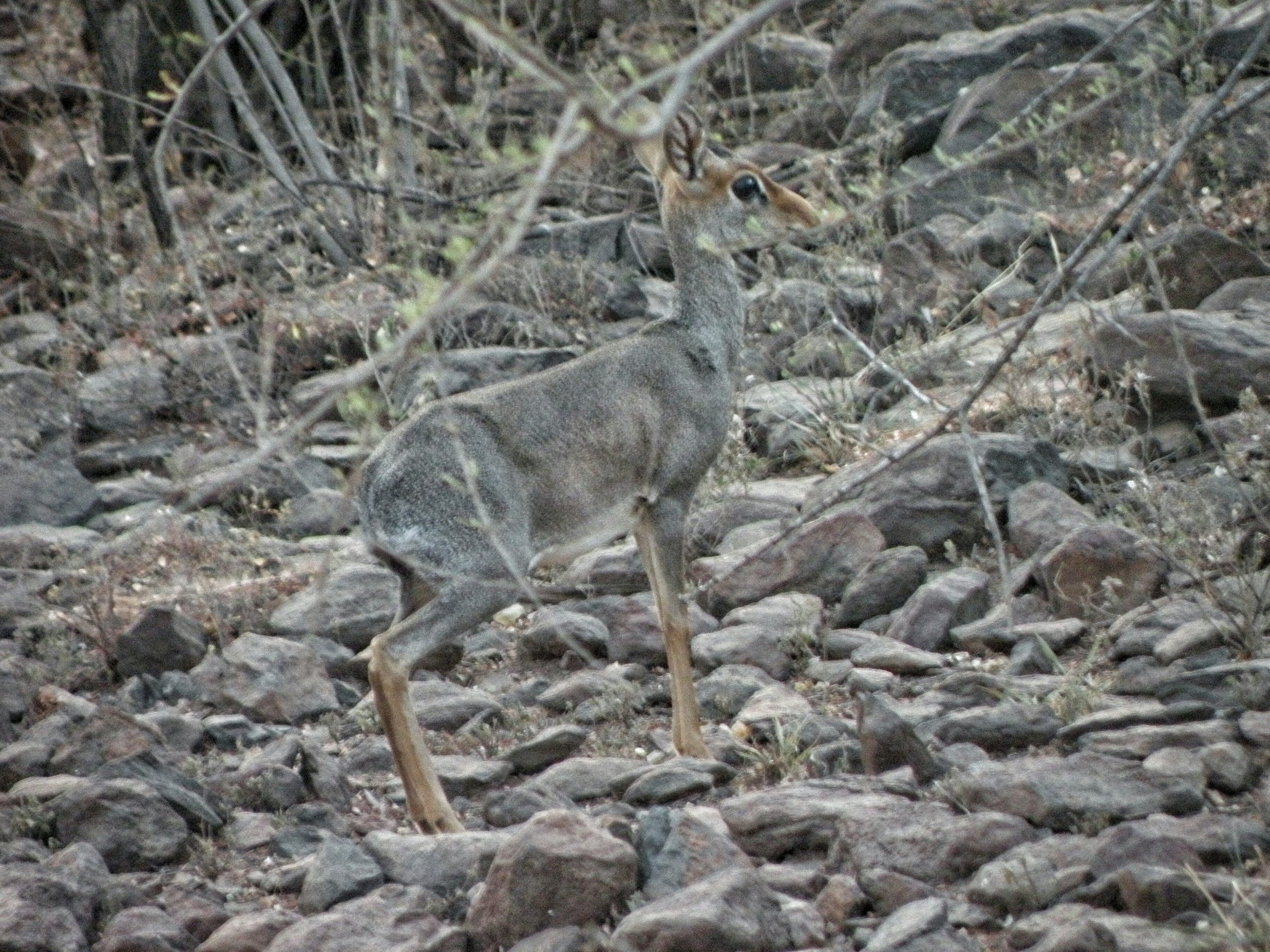 Dik dik