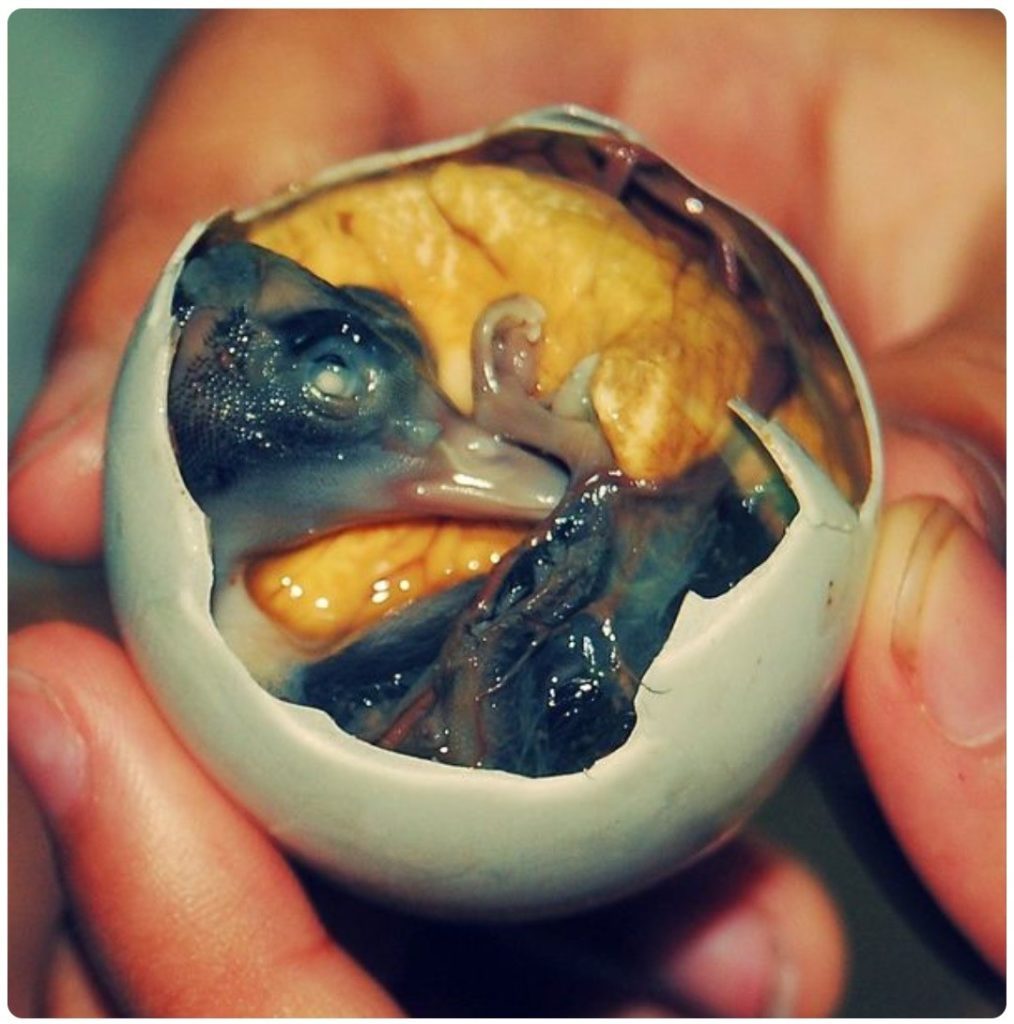 balut