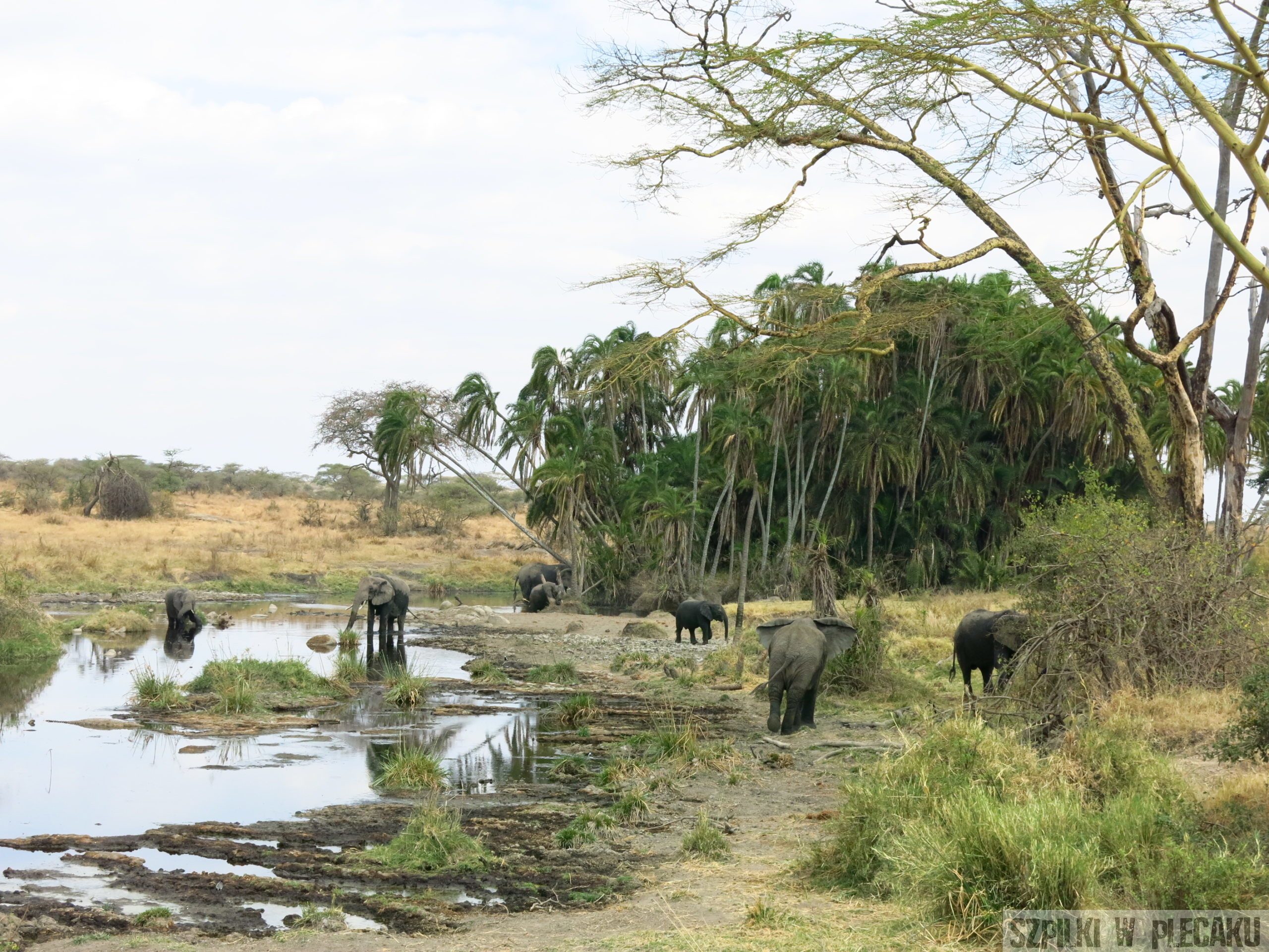 Serengeti - Tanzania - Szpilki w plecaku