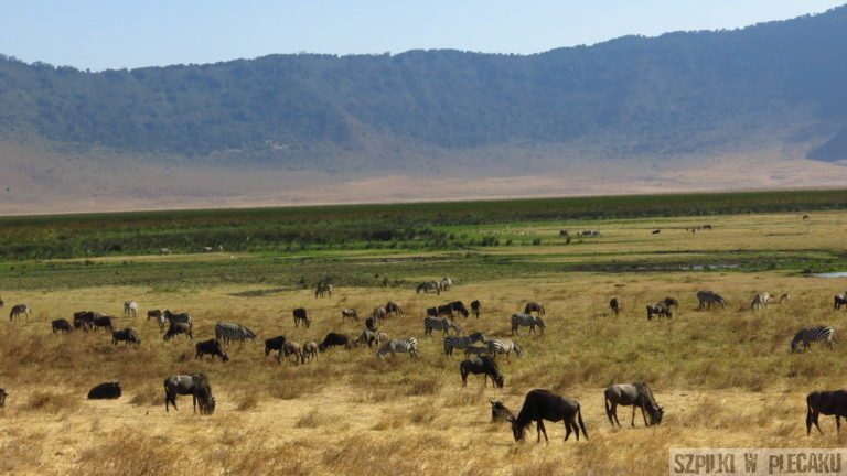 Ngorongoro - Tanzania - Szpilki w plecaku (2)