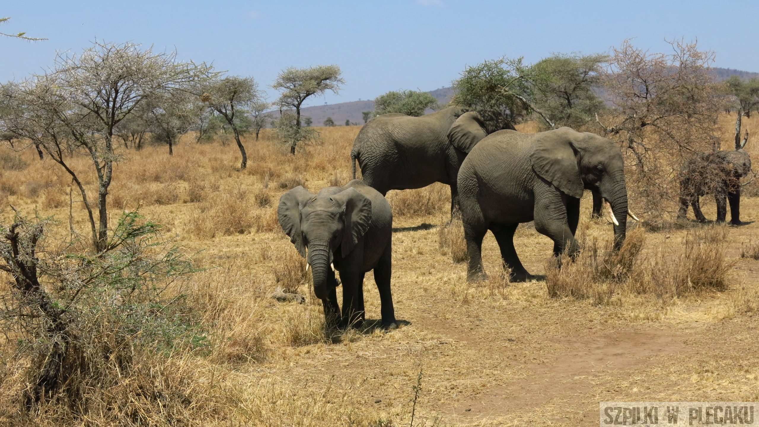 Park Narodowy Tarangire - Tanzania - Szpilki w plecaku