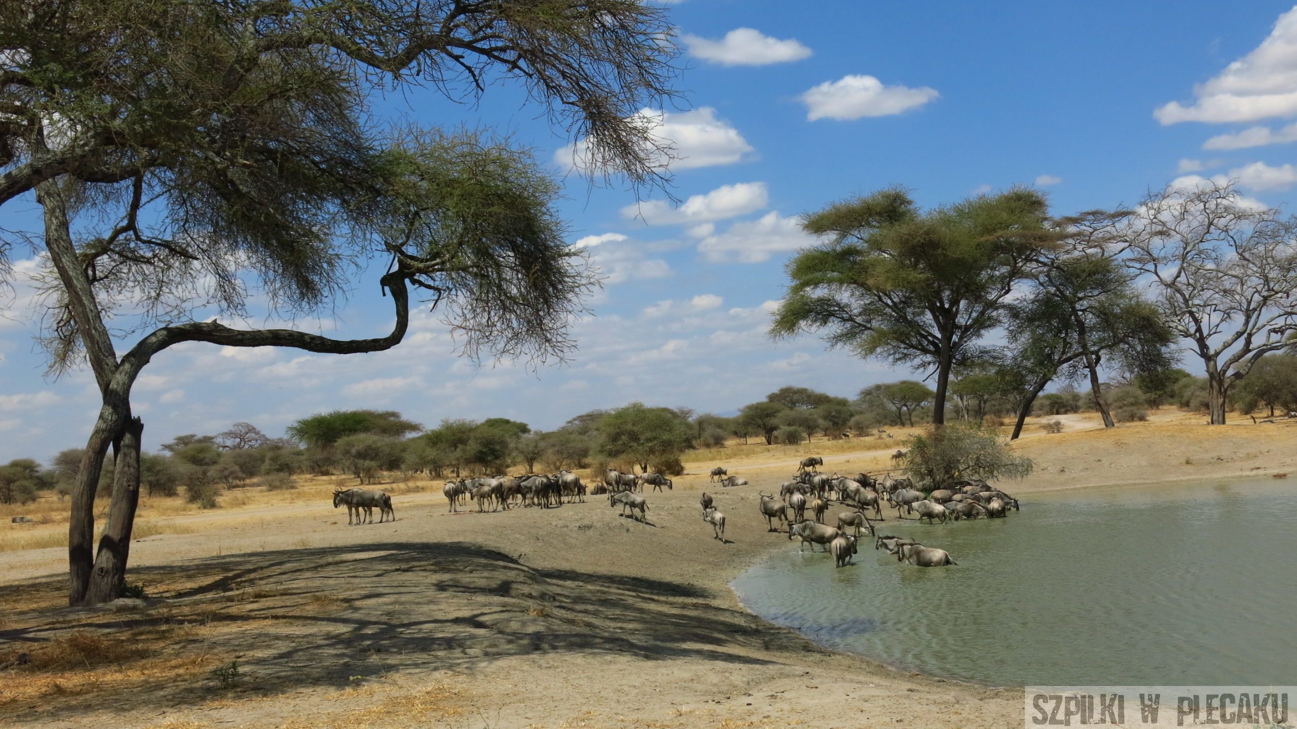 Park narodowy Tarangire Tanzania - Szpilki w plecaku