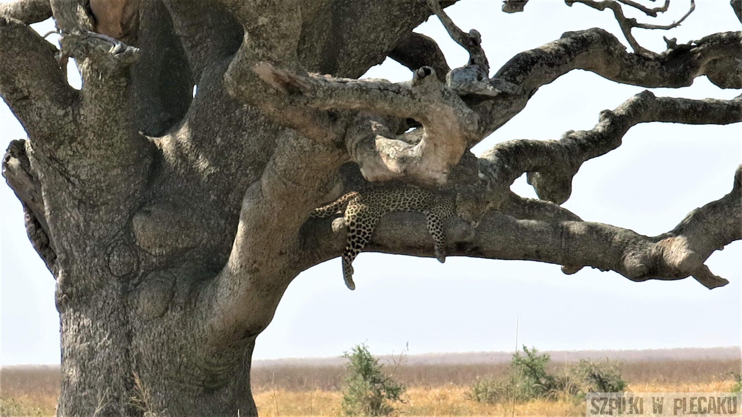 Serengeri - Tanzania - Szpilki w plecaku