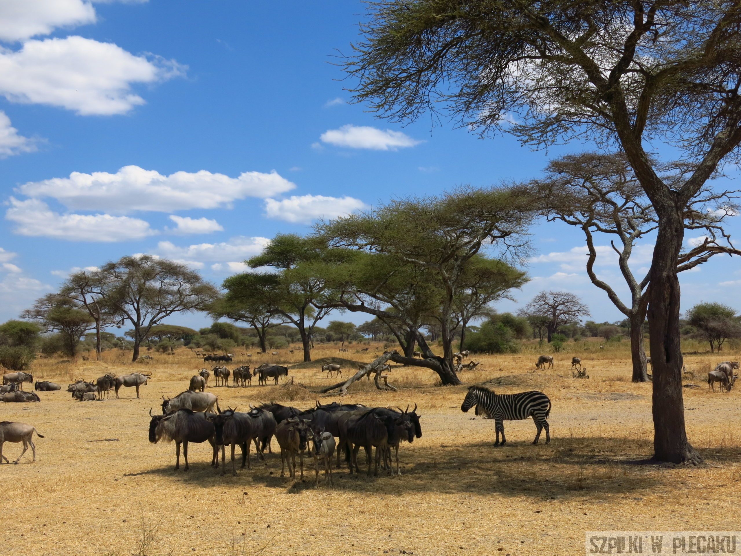 Park Narodowy Tarangire - Tanzania - Szpilki w plecaku