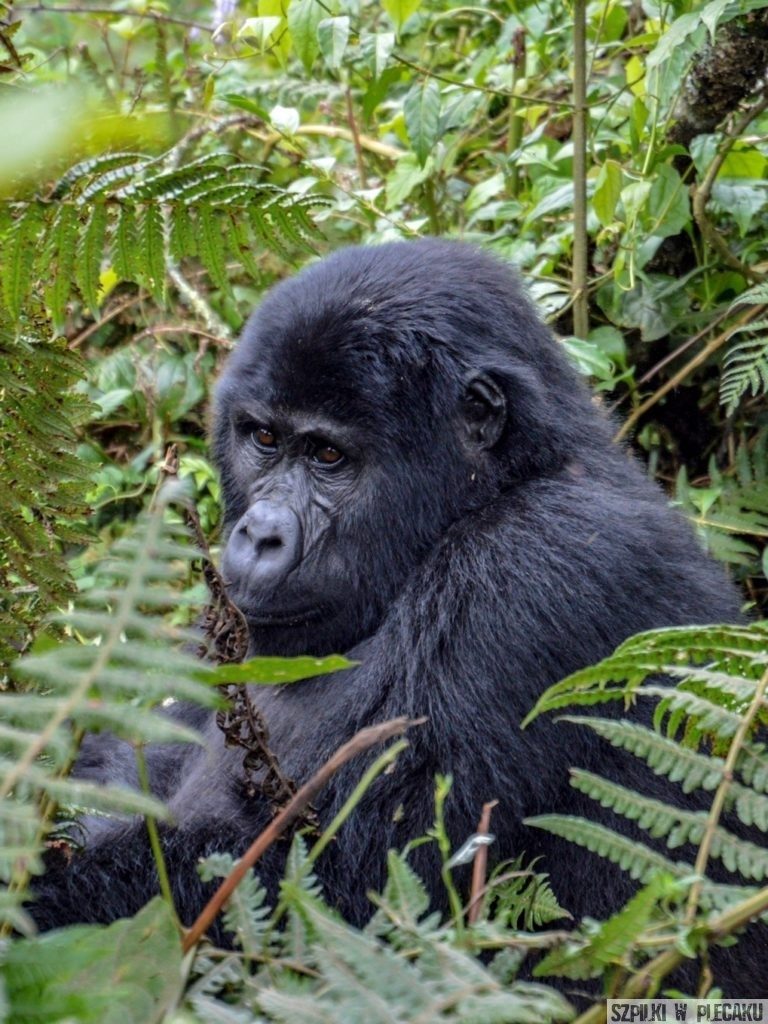 bwindi mały goryl