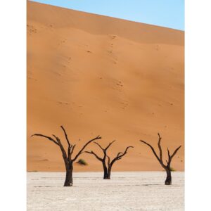 NAMIBIA - DEADVLEI - fotografia kolekcjonerska