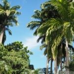 Flower Forest - Barbados - Szpilki w plecaku