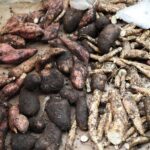 Lickrish food Tour - Barbados - Szpilki w plecaku