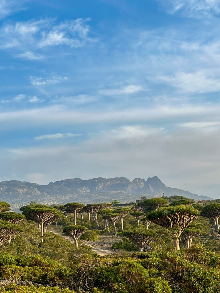 smocze drzewa Sokotra Socotra Szpilki w plecaku Ewa Chojnowska