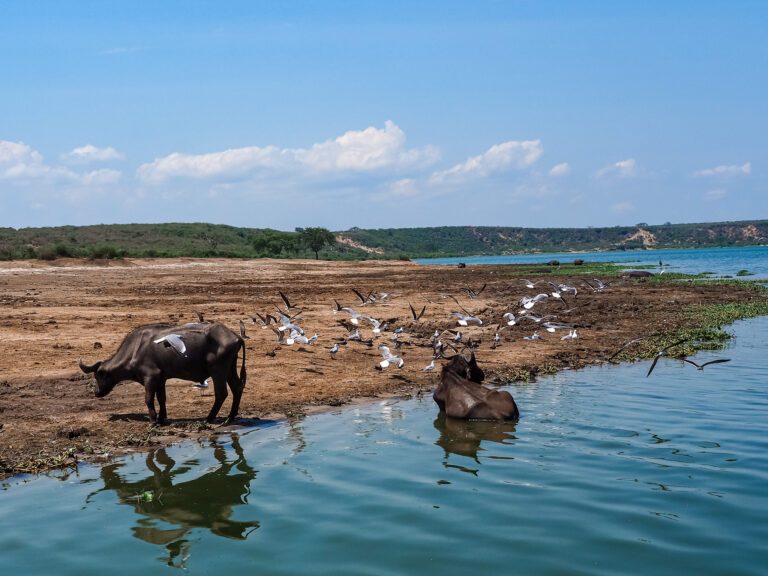 Safari - Uganda słoń- Szpilki w plecaku Ewa Chojnowska