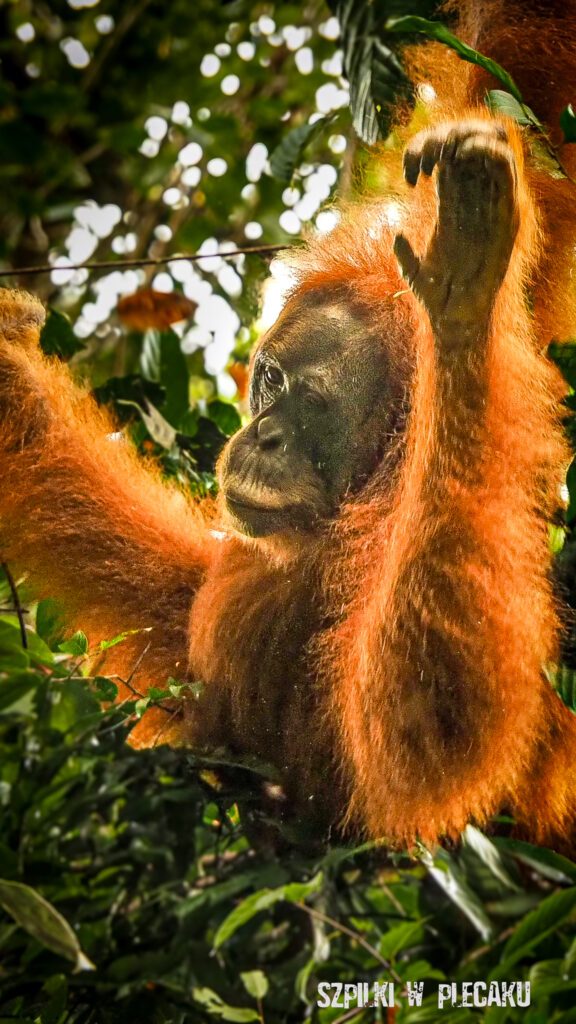 orangutany na Sumatrze i Borneo - Szpilki w plecaku - Ewa Chojnowska