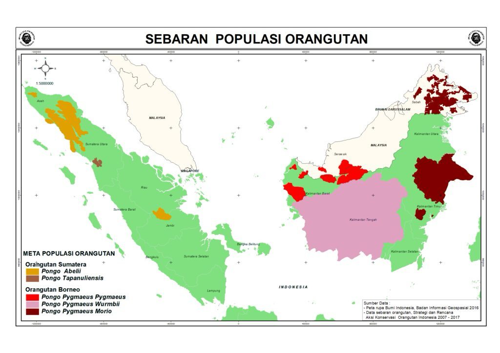 orangutany na Sumatrze i Borneo występowanie - Szpilki w plecaku - Ewa Chojnowska