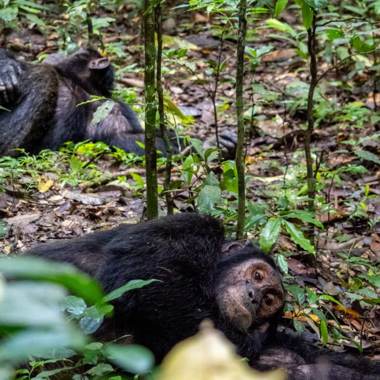 szympans - Uganda - Kibale - Ewa Chojnowska - Szpilki w plecaku